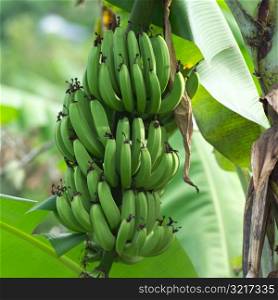 Bunch of Green Bananas at Moorea in Tahiti
