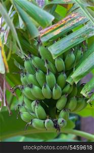 Bunch of green bananas growing on palm&#xA;