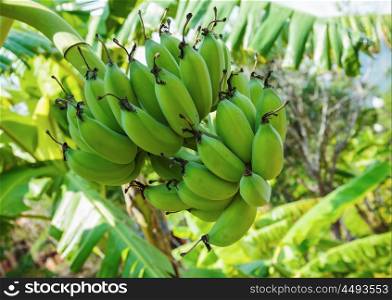 Bunch of green bananas on a plantation