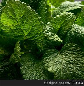 bunch of green fresh mint, fragrant seasoning for food and cocktails, close up