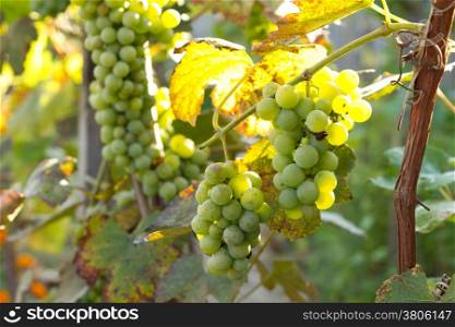 Bunch of green grapes in the vineyar