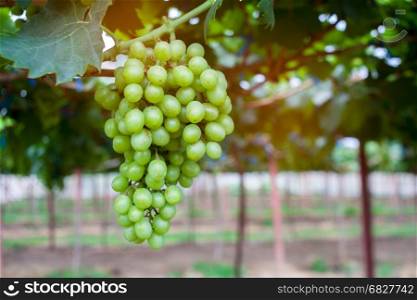 Bunch of green grapes on a vine.