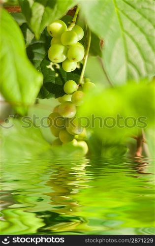 Bunch of green grapes reflected in rendered water