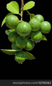 Bunch of green lime fruits on plant isolated on black background, clipping path included