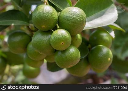 Bunch of green lime fruits on plant with it leaf in garden
