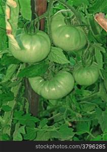 Bunch of green unripe tomatoes on a branch in a greenhouse