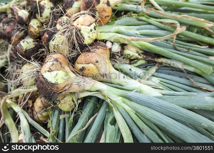 bunch of harvested onions drying