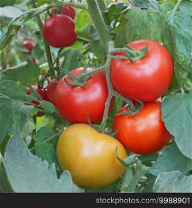 Bunch of juicy red and yellowish tomato fruits hanging on plant and ripening in greenhouse