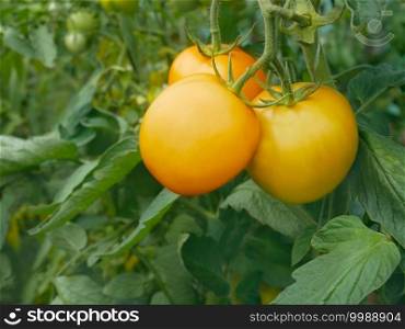 Bunch of juicy yellow tomato fruits hanging on plant and ripening in greenhouse