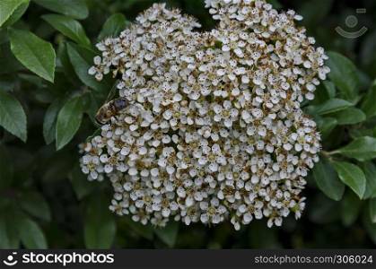 Bunch of leaves and small white flowers on branches of Cotoneaster horizontalis with bee in springtime, Drujba, Sofia, Bulgaria