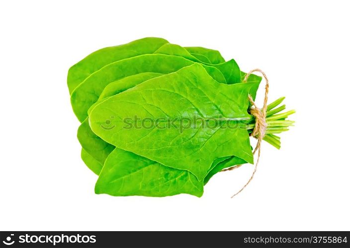 Bunch of leaves green spinach isolated on white background