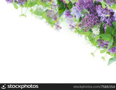 Bunch of lilac flowers over white background. Lilac in vase