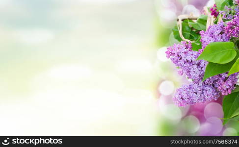 Bunch of lilac flowers with green leaves in spring garden banner. Lilac flowers in garden