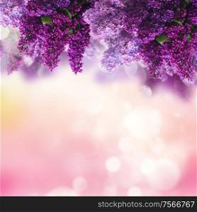 Bunch of Lilac fresh flowers on pink abstract background. Lilac flowers on white
