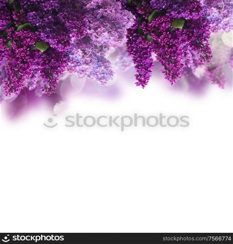 Bunch of Lilac fresh flowers over white background. Lilac flowers on white