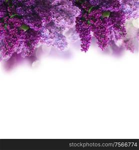 Bunch of Lilac fresh flowers over white background. Lilac flowers on white
