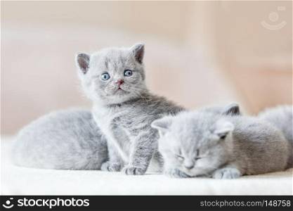 Bunch of little sweet grey cats together. Two of them sleeping, one sitting and looking behind the camera. British shorthair.. Bunch of little grey cats. British shorthair.