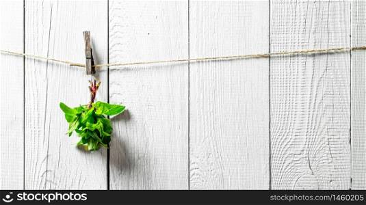 Bunch of mint hanging on a string. On white wooden wall.. Bunch of mint hanging on a string.