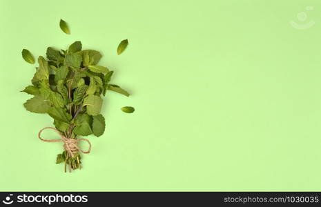 Bunch of mint leaves isolated on mint background. Top view. Copy space.. Bunch of mint isolated on mint background. Top view.