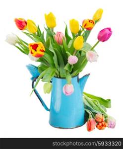 bunch of multicolored tulip flowers in blue pot isolated on white background. bouquet of multicolored tulip flowers in blue pot