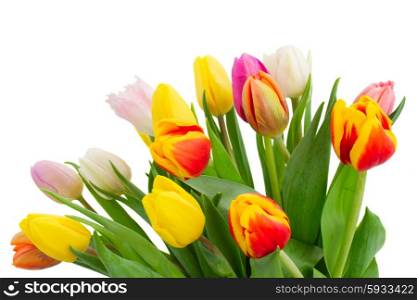 bunch of multicolored tulip flowers in white pot close up isolated on white background