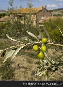 bunch of olives with background on the farm