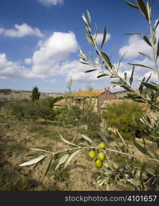 bunch of olives with background on the farm