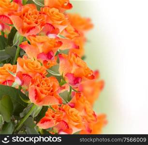 bunch of orange roses border on white background. bunch of orange roses
