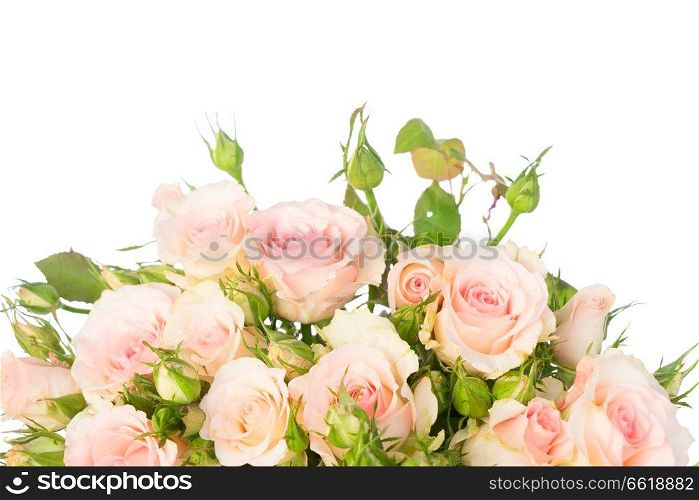 Bunch of pale pink blooming fresh roses with green buds close up isolated on white background. Violet blooming roses