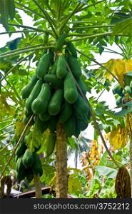 Bunch of papayas hanging on tree