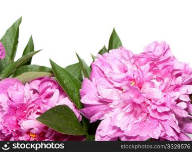 Bunch of Peonies (Paeonia suffruticosa) on White Background