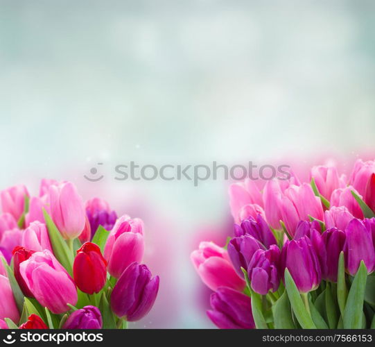 bunch of pink and purple tulip flowers on blue background with copy space. bouquet of pink and purple tulip flowers