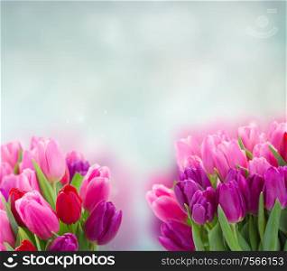 bunch of pink and purple tulip flowers on blue background with copy space. bouquet of pink and purple tulip flowers