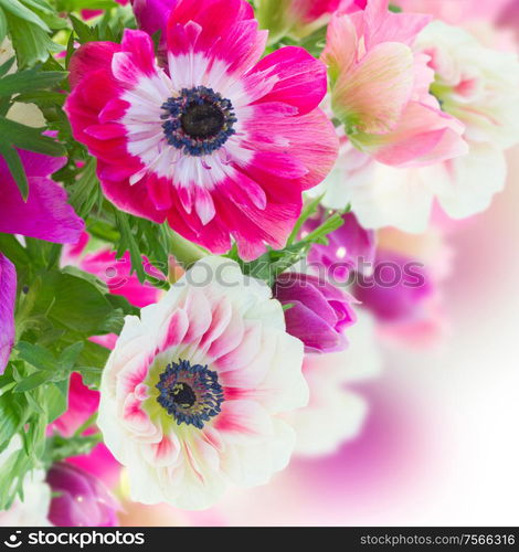 bunch of pink and white anemone flowers close up on white background