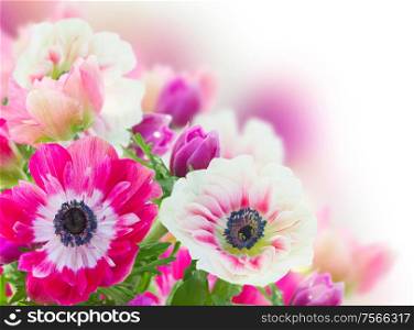 bunch of pink and white anemone flowers close up on white background. bunch of anemone flowers