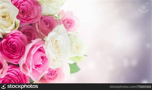 bunch of pink and white fresh roses border isolated on white background. bouquet of fresh roses
