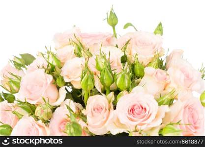 Bunch of pink blooming fresh roses with green buds close up isolated on white background. Violet blooming roses