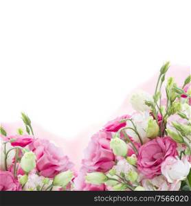 bunch of pink eustoma flowers isolated on white background. bunch of pink eustoma flowers