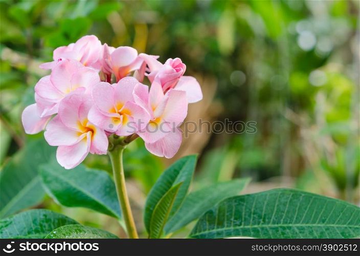 Bunch of pink Frangipani, Frangipanni, or plumeria tropical flowers