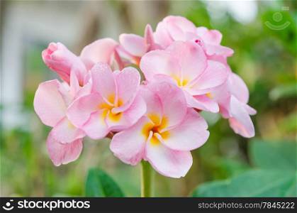 Bunch of pink Frangipani, Frangipanni, or plumeria tropical flowers