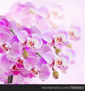 bunch of pink orchid branches close up bokeh background
