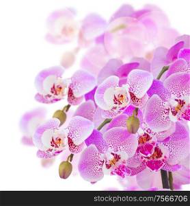 bunch of pink orchid branches close up isolated on white background