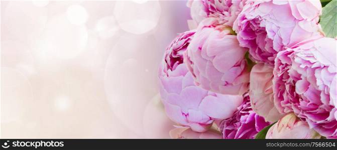 bunch of pink peony flowers on fancy bokeh background banner. pink peonies