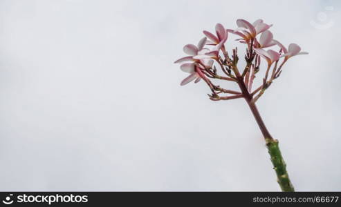 Bunch of pink plumeria flowers. Bunch of pink plumeria tropical flowers with sky background