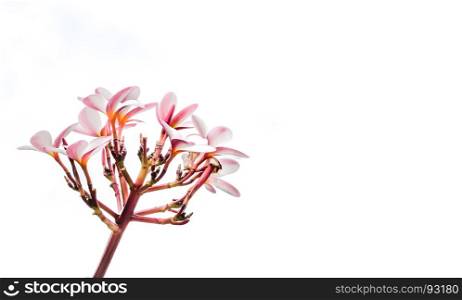 Bunch of pink plumeria flowers. Bunch of pink plumeria tropical flowers with sky background
