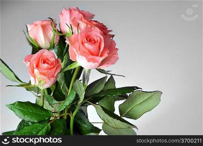 Bunch of pink roses isolated close up