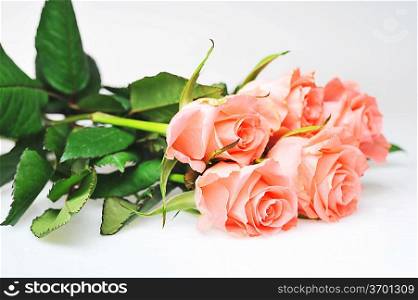 Bunch of pink roses isolated close up