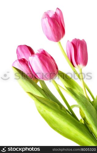 Bunch of pink tulips isolated over white background