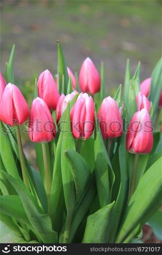 Bunch of pink tulips with bright green leaves
