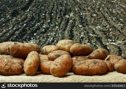 bunch of potatoes on the background of agricultural lands